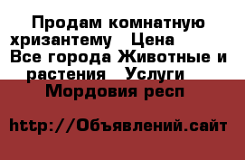 Продам комнатную хризантему › Цена ­ 250 - Все города Животные и растения » Услуги   . Мордовия респ.